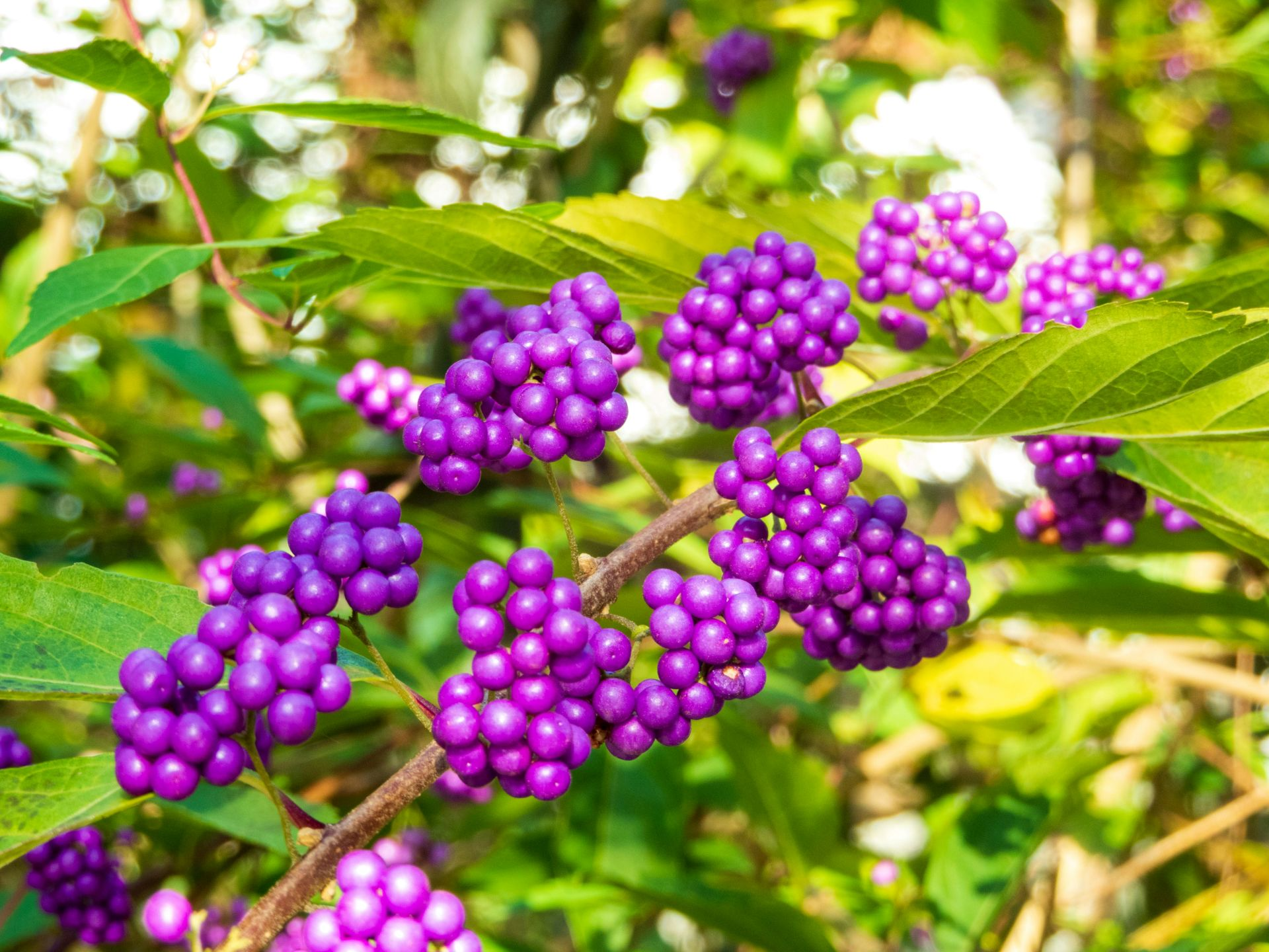 Beautyberry Yamasa N Unsplash.webp