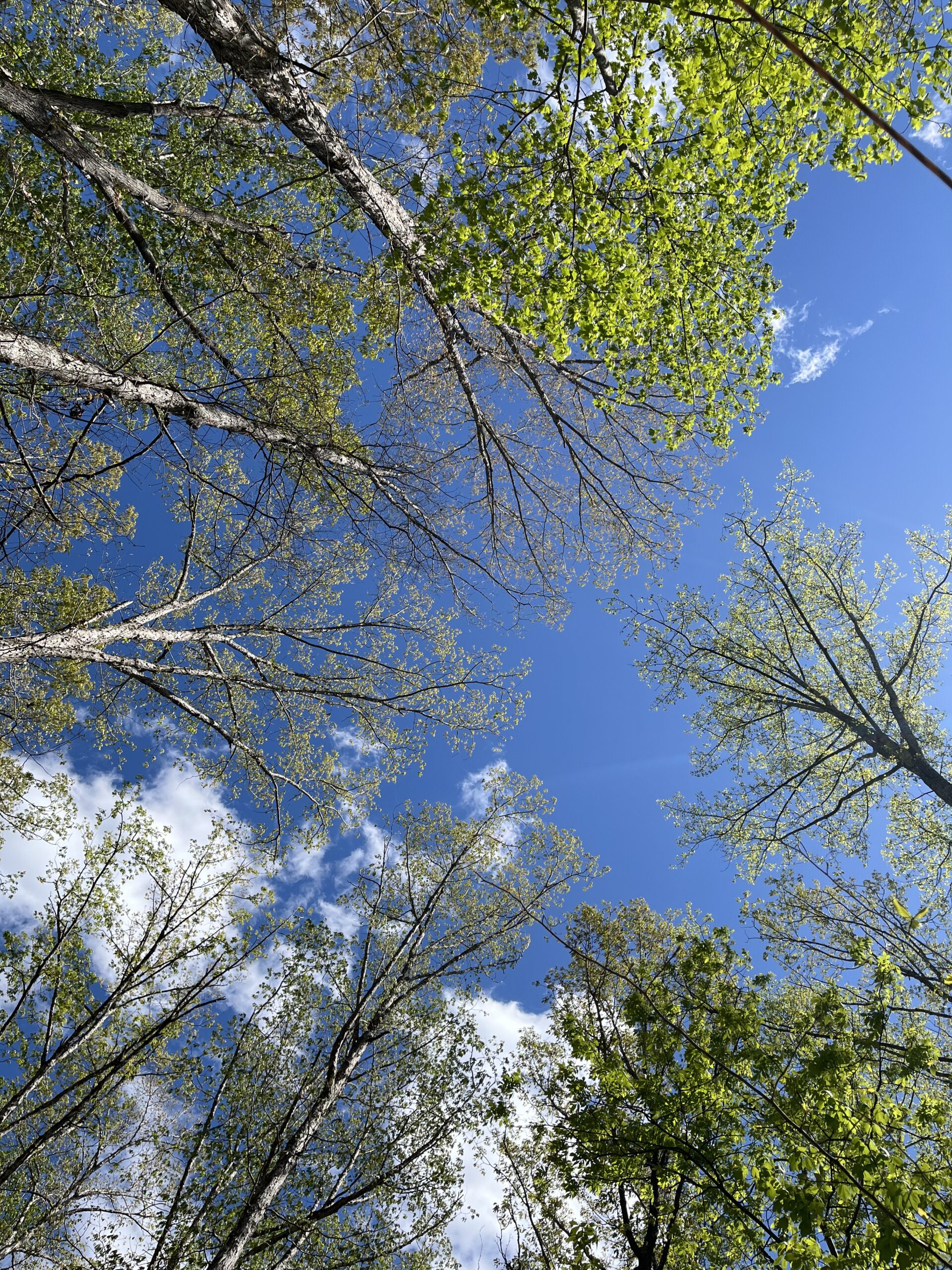View at The Clearing